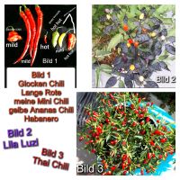 Thai Chili-Samen Chilli - ertragreich Stuttgart - Stuttgart-Mitte Vorschau