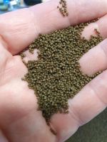 Pellet Futter 1,1 mm für Regenbogenelritzen Teichfische 0,5 kg. Nordrhein-Westfalen - Lünen Vorschau