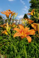 Taglilie Hemerocallis orange - winterhart Dresden - Weixdorf Vorschau