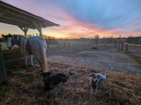 Reitbeteiligung Nähe 86453 (Pferd sucht Reiter) Bayern - Dasing Vorschau