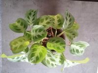 Biete MARANTE (MARANTA LEUCONEURA) Niedersachsen - Rhumspringe Vorschau