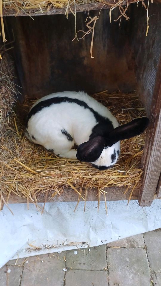 Hasen  deutsche  riesen in Böhmfeld