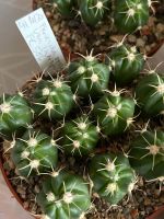 6 Ferocactus recurvus var. latispinus, junger Kaktus Nordrhein-Westfalen - Jülich Vorschau