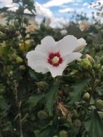 Hibiskus, Hibiskuspflanzen Brandenburg - Werder (Havel) Vorschau