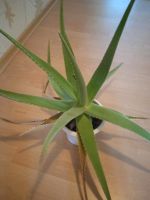 Zimmerpflanze Aloe Vera Niedersachsen - Bakum Vorschau