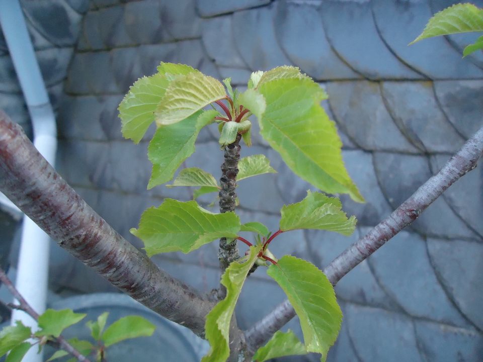 Süßkirsche Vogel-Kirsche Prunus avium Obstbaum 2,50 m hoch in Frankfurt am Main