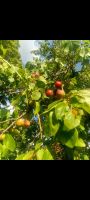 Mirabellenbäume alte Sorte Obst bio Eierpflaume Ludwigslust - Landkreis - Malliß Vorschau