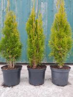 SONDERPREIS  ! Thuja Smaragd  80 cm Niedersachsen - Filsum Vorschau