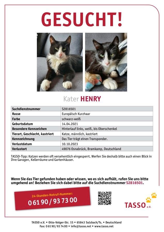 Kater Henry wird vermisst in Osnabrück