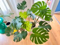 Makellose Monstera Pankow - Prenzlauer Berg Vorschau