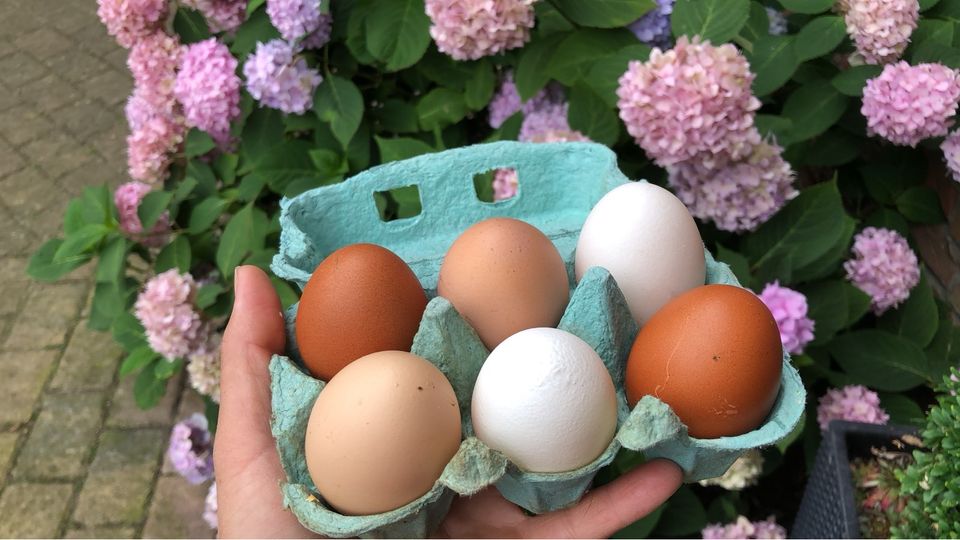 Junghähne diverser Rassen in Bordesholm