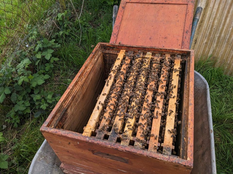 Bienen zu verkaufen Zandermaß in Offenburg