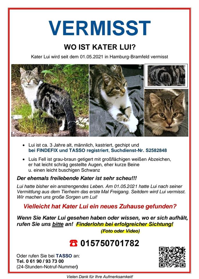 ❤ Katze KATER LUI wird gesucht/vermisst! Wer hat Lui gesehen? in Hamburg