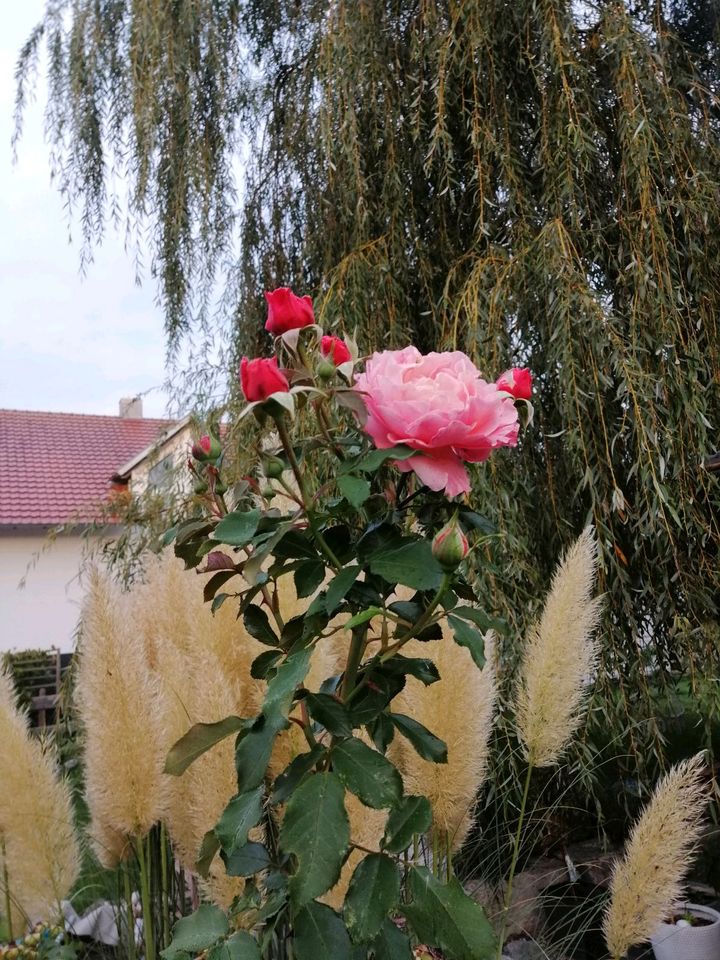 Rosenstrauch in Gutenzell-Hürbel
