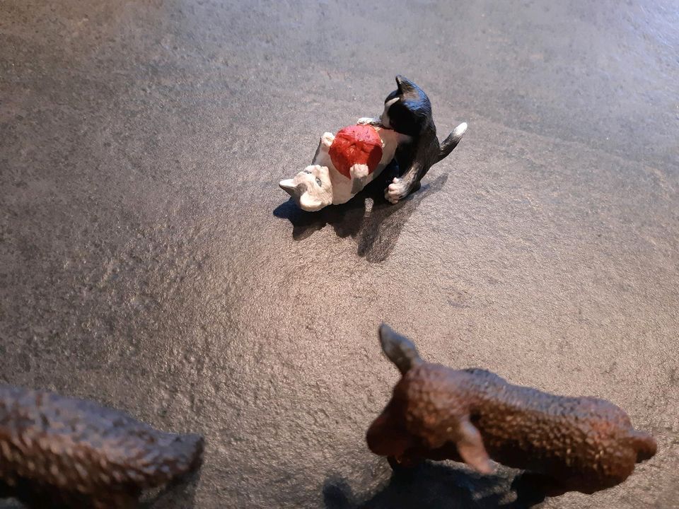 Schleich ** Wellensittich * Eichhörnchen * Esel * Katzen * Lamm in Recklinghausen