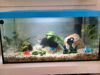 54L Aquarium mit Deko, Pumpe, Licht, Kescher ! OHNE FISCHE Hessen - Meinhard Vorschau