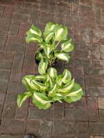 buntlaubige Funkien, Hosta undulata 'Mediovariegata' Schleswig-Holstein - Neuenbrook Vorschau