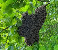 Bienenschwarm einfangen Mühlhausen - Freiberg Vorschau