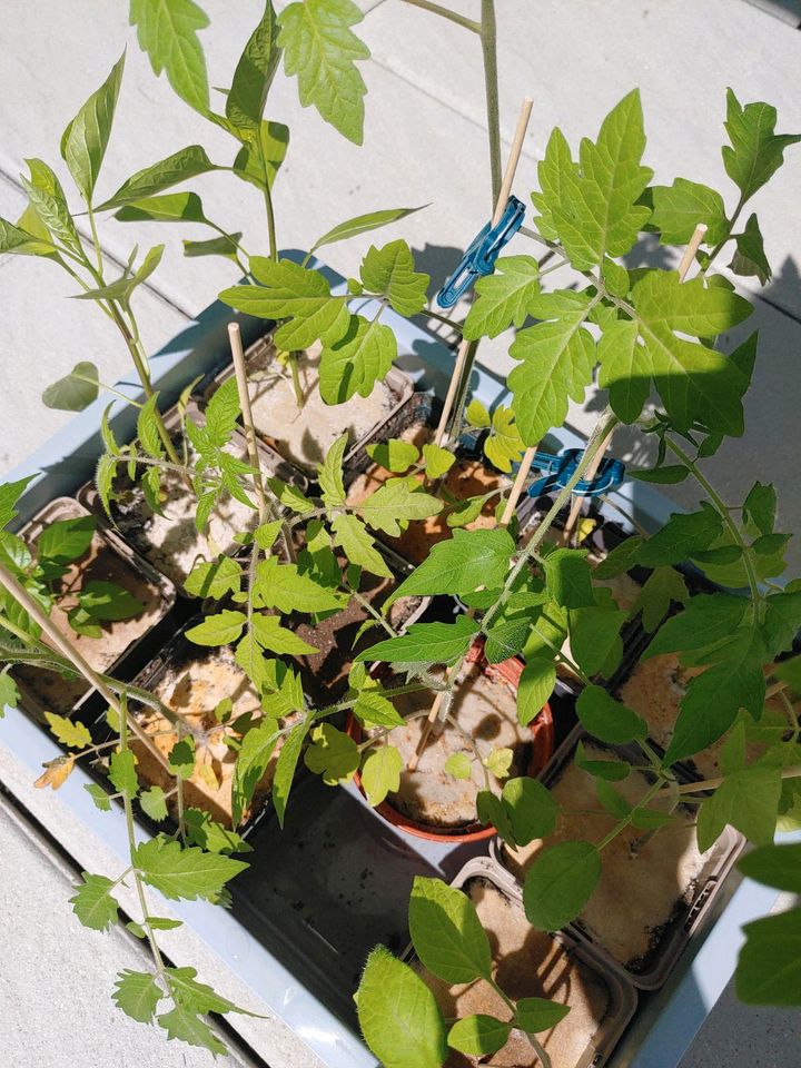 Tomaten Pflanzen Garten veschiedene Sorten 1€ günstig abzugeben in Ebersbach an der Fils