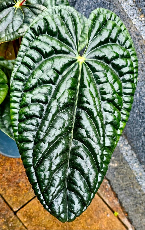 Große Anthurium Luxurians - M1 in Obertshausen