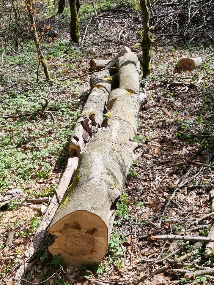 15 RM Buche Stammholz Kaminholz Brennholz für Selbstwerber in Hasselfelde