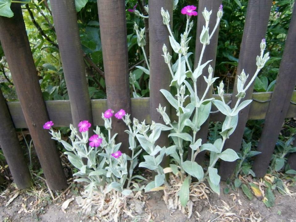 SAMEN -  VEXIERNELKE KRONEN-LICHTNELKE PINK - SILBERNE BLÄTTER in Lutherstadt Wittenberg