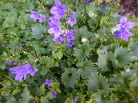 Dalmatiner Polster Glockenblume Campanula Ableger Staude Nordrhein-Westfalen - Neukirchen-Vluyn Vorschau