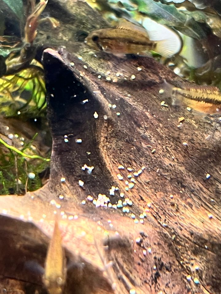 Zwergbuntbarsch Apistogramma Macmasteri  Nachzucht in Beverstedt