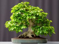 Bonsai Carpinus Coreana Koreanische Hainbuche Baden-Württemberg - Straubenhardt Vorschau