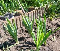 5 Palmlilien, Gartenyuccas mittelgroß Nordrhein-Westfalen - Everswinkel Vorschau