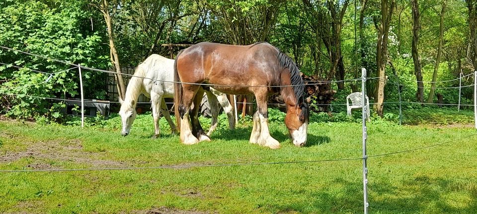 Shire Horse Wallach in Selmsdorf