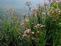 Teichpflanzen: 3 St. Schwanenblume, die wohl schönste Pflanze Niedersachsen - Derental Vorschau