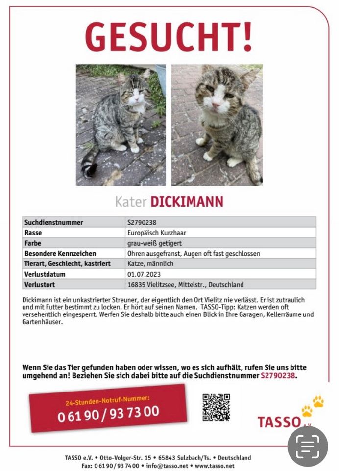 Kater Dickimann noch immer schmerzlich vermisst! in Lindow