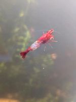 Neocaridina Garnelen rot (Red rili) Sonderangebot Niedersachsen - Wolfsburg Vorschau