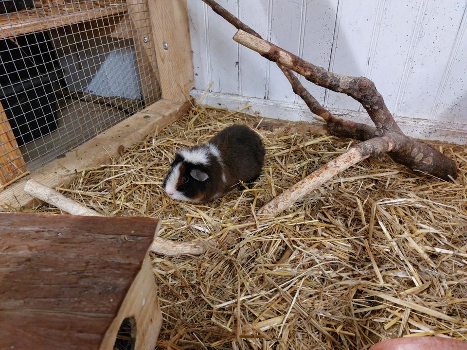 Meerschweinchenbabys zu verkaufen, Rex und Glatthaar, vom Züchter in Horben