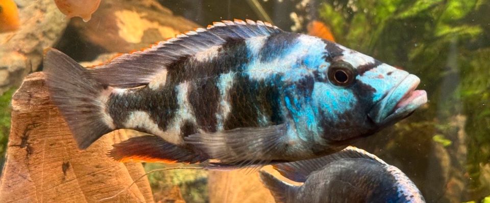 4er Gruppe Nimbochromis Livingstonii Malawi Giraffen Buntbarsche in Weibersbrunn