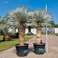 Yucca rostrata blue swan Nr. 117 und 118 Nordrhein-Westfalen - Delbrück Vorschau