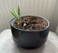 Ikea Succulente mit Topf Sukkulente grün schwarz Thüringen - Erfurt Vorschau