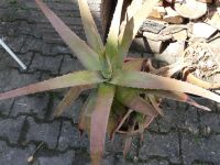 Große Aloe Vera Pflanze im Topf mit Topf 5 EU ohne 2,50 EU Baden-Württemberg - Schwäbisch Gmünd Vorschau