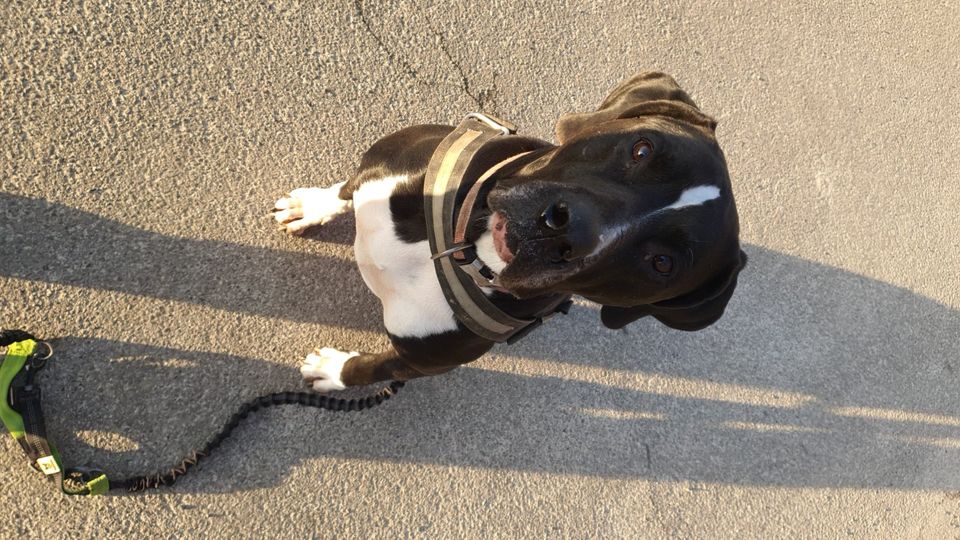 Der Hunde Coach... ...damit der Hund Sie wieder versteht. in Salzgitter