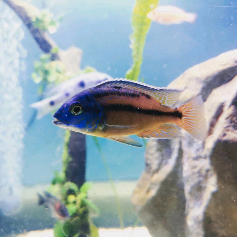 Malawi Placidochromis in Laatzen