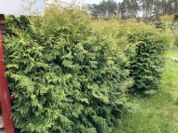 1,6 m hohe Thuja-Hecke 3,6 m Gesamtlänge zu verschenken Brandenburg - Gühlen Glienicke Vorschau