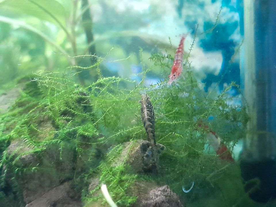 Aquarium, Garnelen, Fische,Neocaridina in Greußen