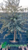 Olea europaea Olivenbaum 180-200cm Niedersachsen - Springe Vorschau