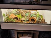 Forexterrarium Kunststoffterrarium Terrarium 80x50x40 Nordrhein-Westfalen - Siegen Vorschau