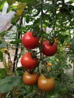 Tomaten Jungpflanzen Dresden - Schönfeld-Weißig Vorschau