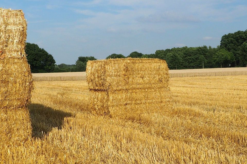 Stroh der Ernte 2023 in Vreden