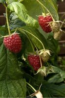 Himbeeren rot Pflanzen verschiedene Größen Dresden - Leuben Vorschau