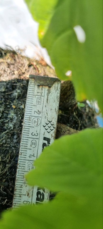 Bonsai,  Bergahorn  , Acer pseudoplatanus  im 2 Liter Topf in Solingen