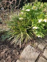 Gras immergrün Segge Staude nieder Naturgarten Bayern - Mauern Vorschau